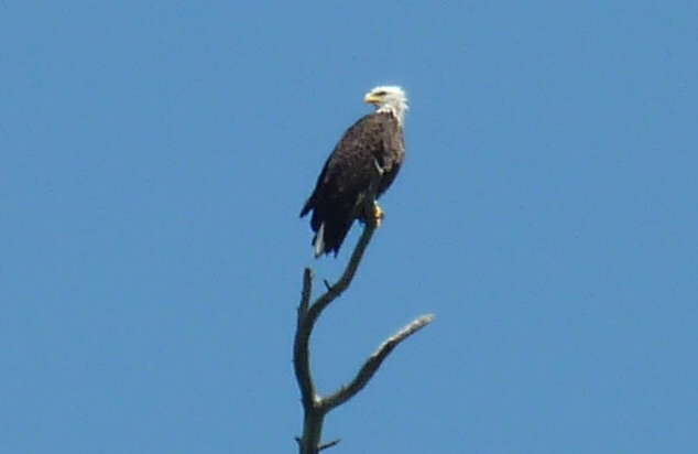 Bald Eagle