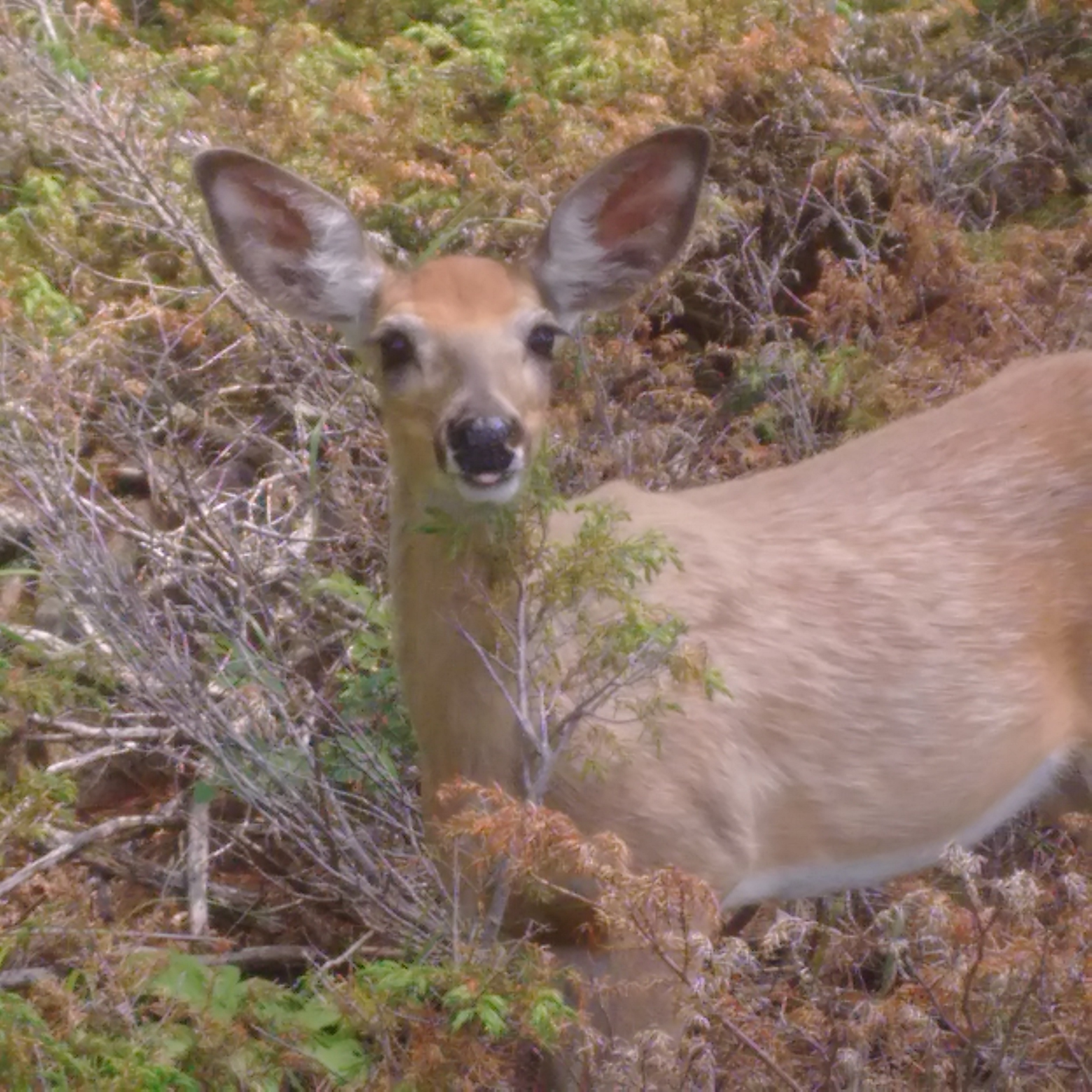 Deer