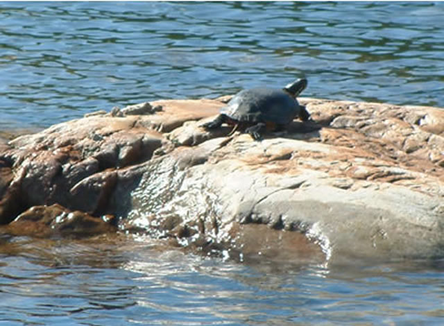 Turtle